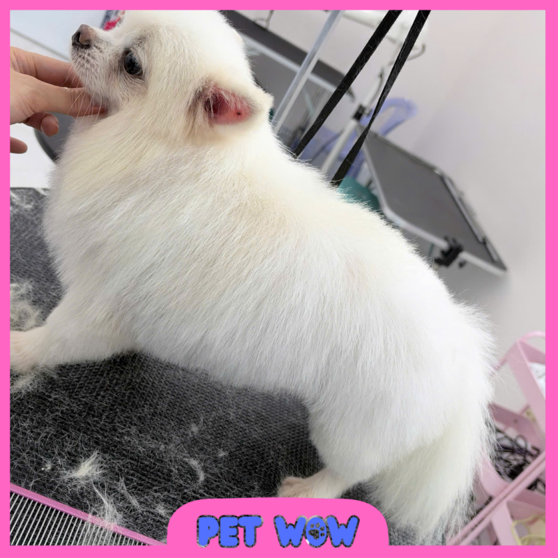 ket qua cat tia tao kieu tai spa thu cung gan phuc yen pet wow