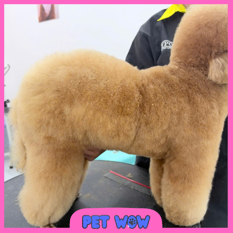 ket qua cat tia long tai spa thu cung dua don tan noi pet wow