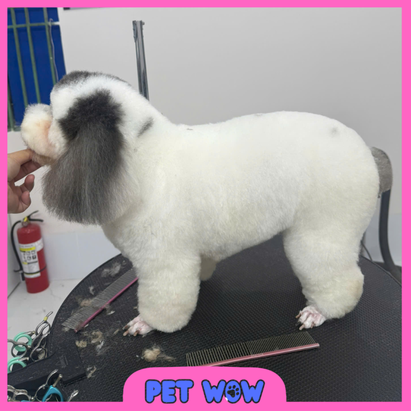 ket qua cat tia long tai pet spa cho tan son nhat pet wow