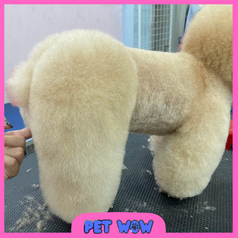 ket qua cat tia long tai pet spa gan botanica premier pet wow