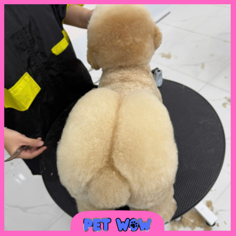 ket qua cat tia long cho meo tai pet spa gan chung cu carillon
