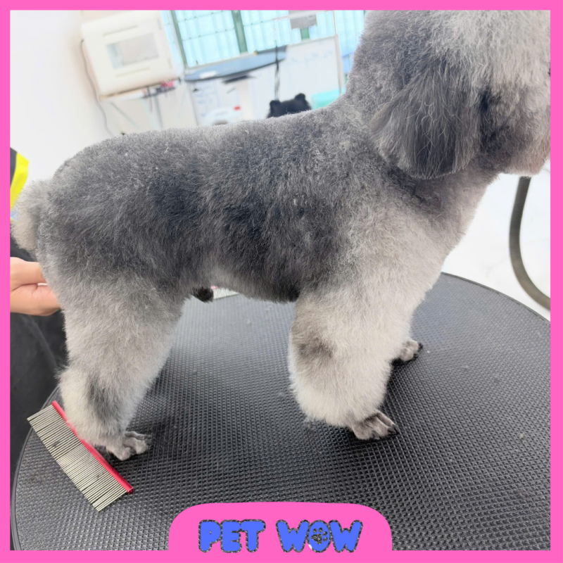 ket qua cat tia long tai top 5 pet spa binh thanh pet wow